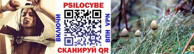 Псилоцибиновые грибы Psilocybe Купить Белозерск